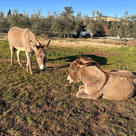 Agriturismo Il Puntoncino Marsiliana Εξωτερικό φωτογραφία