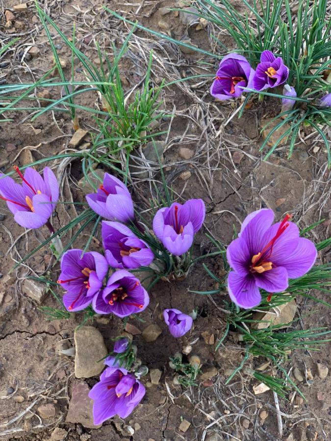Agriturismo Il Puntoncino Marsiliana Εξωτερικό φωτογραφία