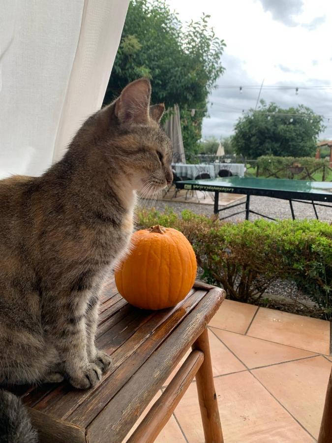 Agriturismo Il Puntoncino Marsiliana Εξωτερικό φωτογραφία